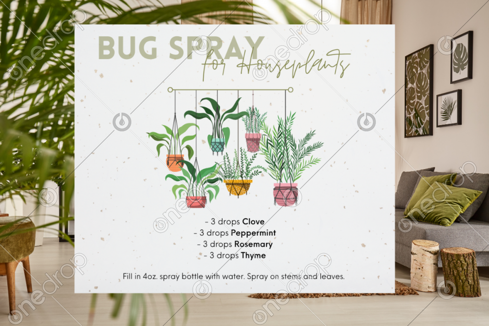Anti Bug Spray for Houseplants by Jess Tunis