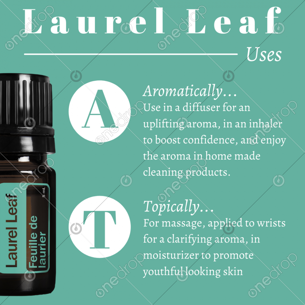 Topical and aromatic uses of laurel leaf essential oil by Kellie Timmins