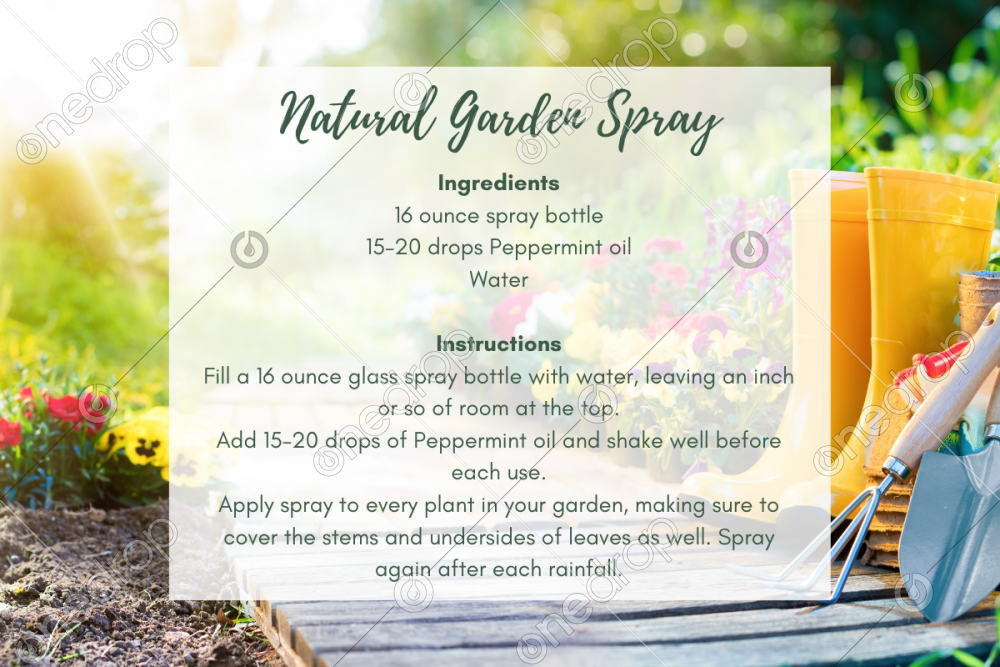 Natural Garden Spray by Debora Tesauro