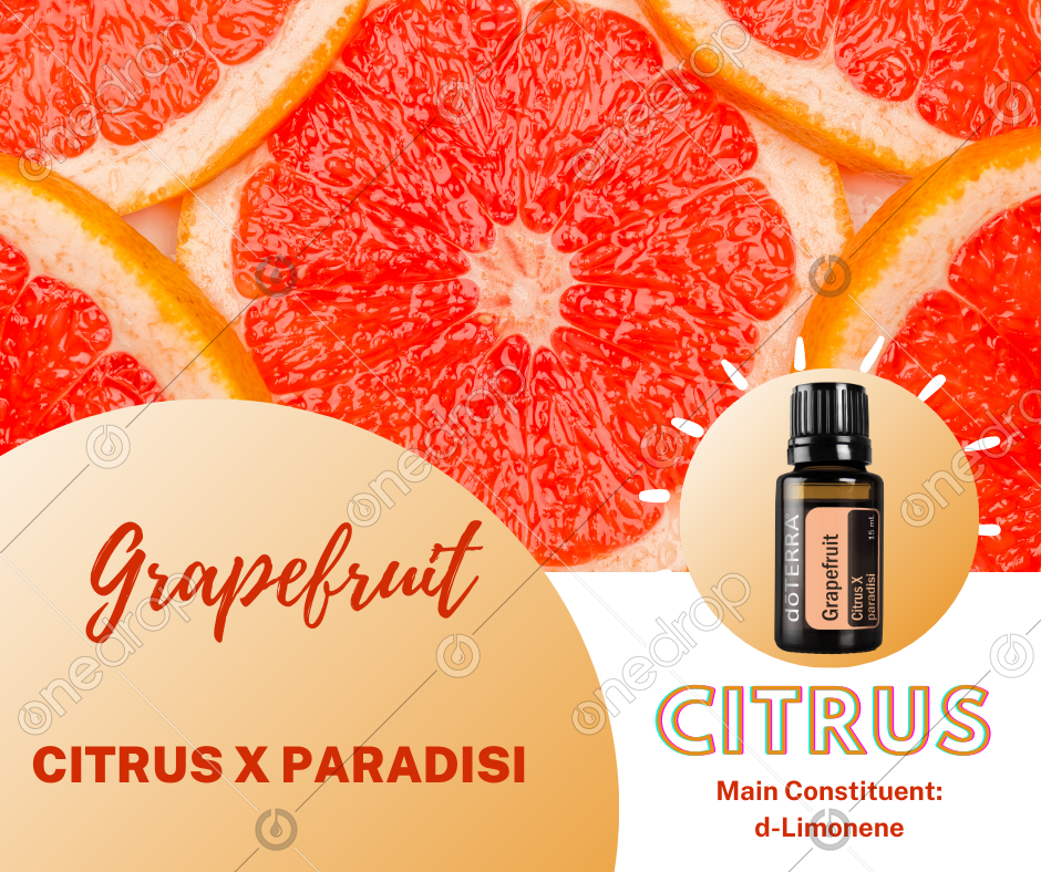 CITRUS Grapefruit Plant Name & Main Constituents by Christy St Clair
