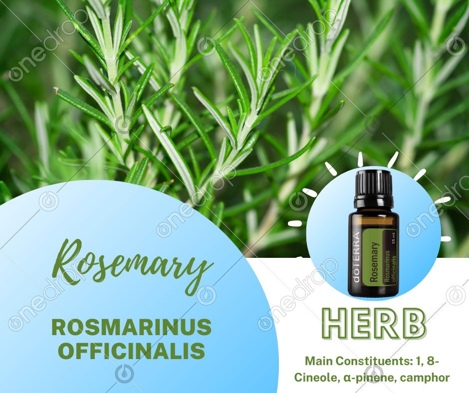 HERB Rosemary Plant Name & Main Constituents by Christy St Clair