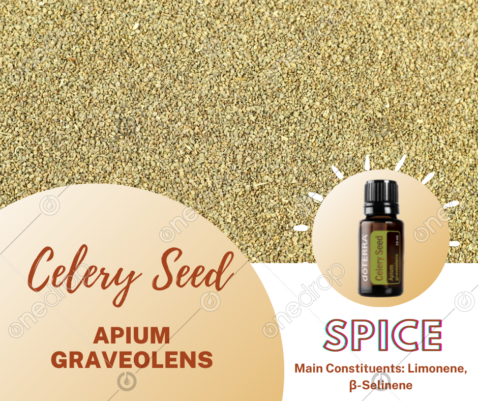 SPICE Celery Seed Plant Name & Main Constituents by Christy St Clair