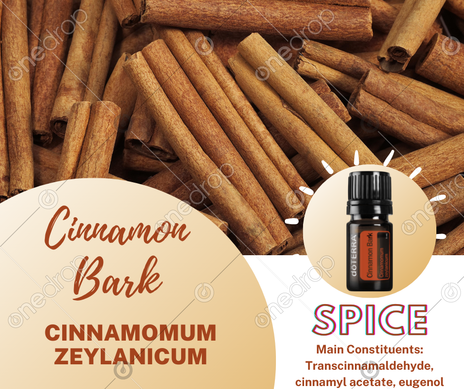 SPICE Cinnamon Bark Plant Name & Main Constituents by Christy St Clair