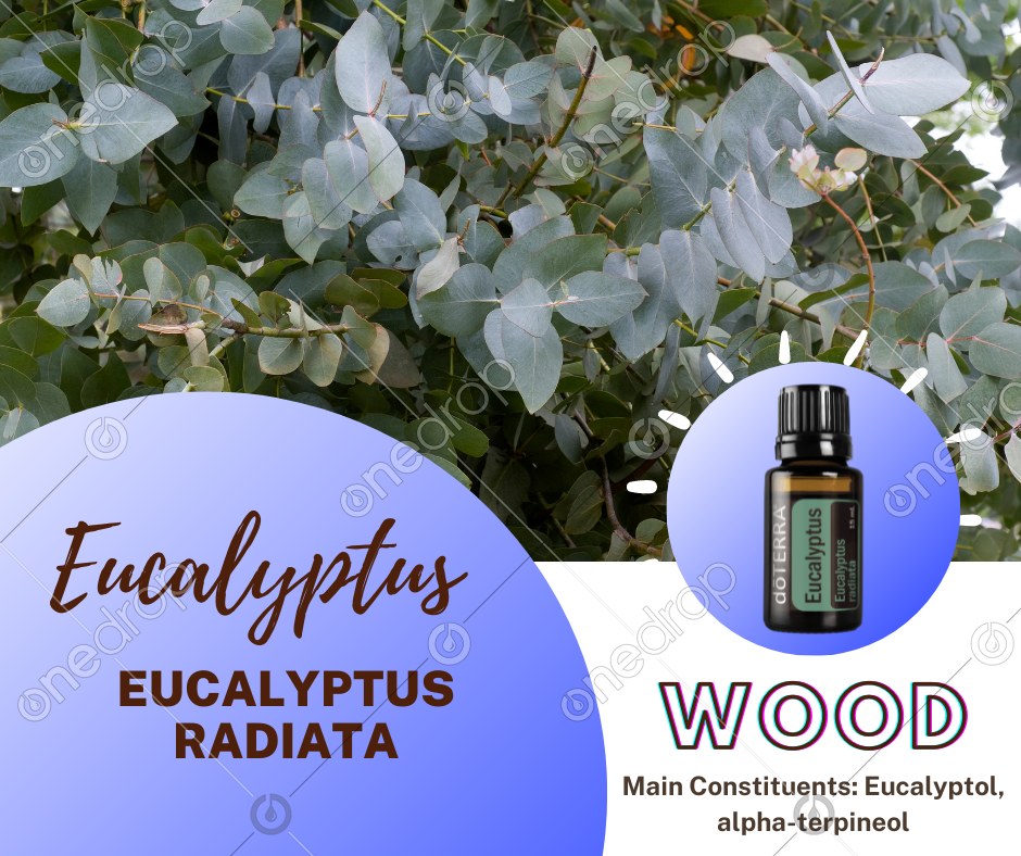 WOOD Eucalyptus Plant Name & Main Constituents by Christy St Clair