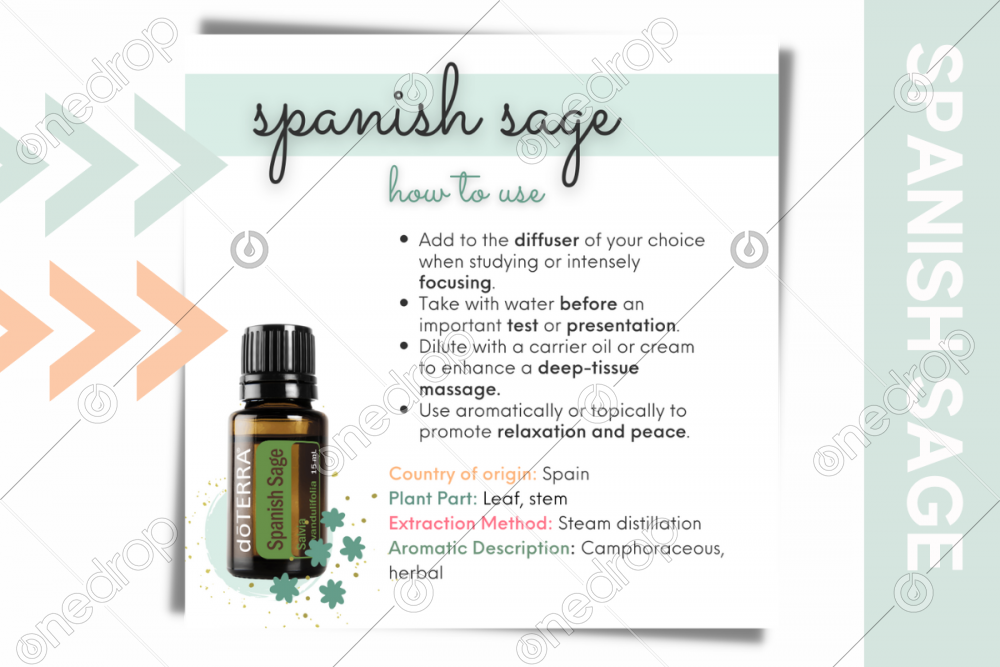 Spanish Sage Uses Benefits Origin Aroma by Jess Tunis